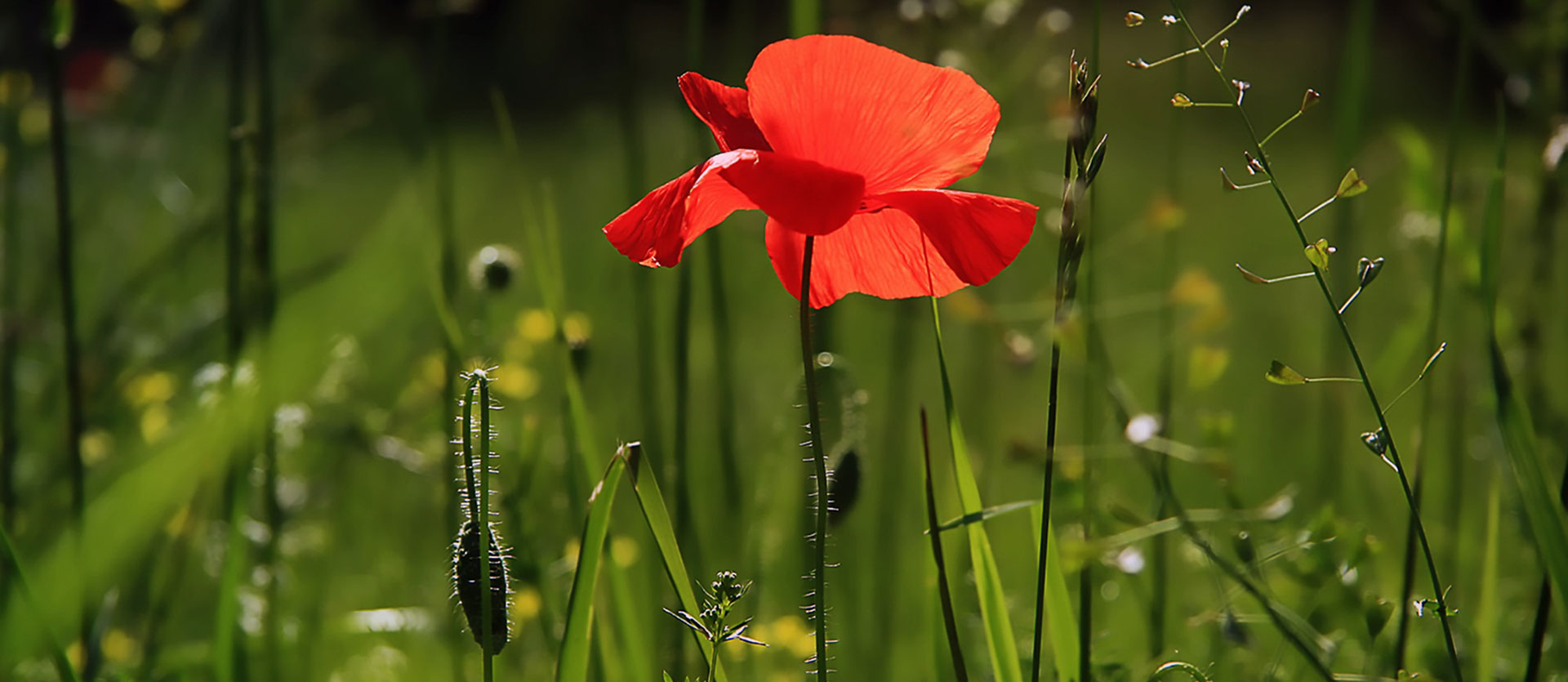 Bildrecherche & Bildbearbeitung